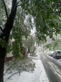 Самой дорогой древесину делают погодные аномалии. Особенно если ветка нахально влетает к вам на кухню через окно.