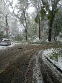 Самой дорогой древесину делают погодные аномалии. Особенно если ветка нахально влетает к вам на кухню через окно.