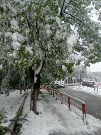 Самой дорогой древесину делают погодные аномалии. Особенно если ветка нахально влетает к вам на кухню через окно.