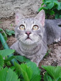 Кошки - хозяева в доме