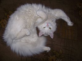 Кошки - хозяева в доме