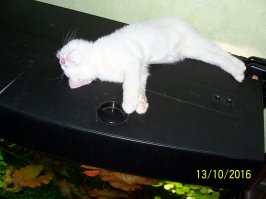 Кошки - хозяева в доме