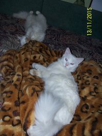 Кошки - хозяева в доме