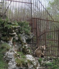 Посёлок Каменномостский (Хаджох). Жил там неподалёку одно время. Мишка красавчик, Маша там жила ещё медведица.