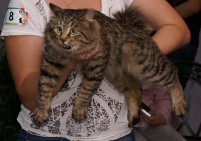 У кота выражение морды такое, словно тётька ему руку в жопель вставила.