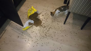 Открывал как-то кошке корм