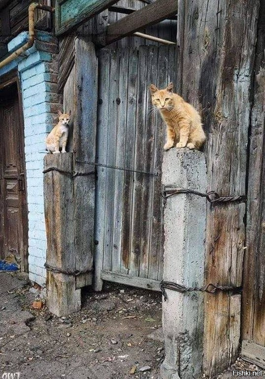 какие ворота - такие и львы!