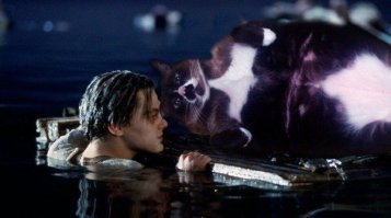 Кошки - хозяева в доме