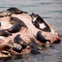 Кошки - хозяева в доме