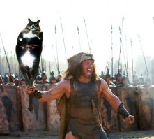 Кошки - хозяева в доме