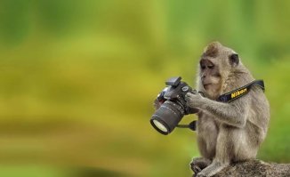 Как белки фотографа снимали