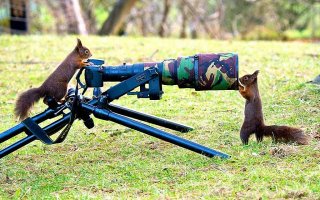Как белки фотографа снимали