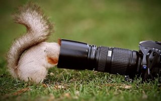 Как белки фотографа снимали