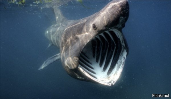 А на 3 картинке фотография не китовой акулы

А большеротая акула. Она тоже питается планктоном, но тем не менее это разные виды акул