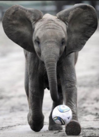 как то были в тайланде, и были на ферме слонов, кто был знает, там есть привязанные слонята, мы взяли связку бананов и пошли кормить слонов, и был такой мелкий среди них, он просто гулял по вальеру (вот такой ушастый как на картинке), пока я отвлекся, он подошел сбоку, подтянул свой хобот к бананам, в тот самый момент, я повернулся другим боком, он взял меня за руку, и не кисло так, как пушинку, впечатал в забор. силища не кислая конечно. ушастый меня правда сразу отпустил, мы так поняли. что он хотел бананы, пошли купили ему еще связку и накормили. такой маленький и такой сильный. 
а еще у моего друга слон фрукт отобрал=)))) тот сидел рядом, гуляли слоны (на них покататься можно было) и мы сидели на скамейке, проходил и хоботом отобрал, и пошел восвояси. друже грит, я не кисло струхнул.=)))