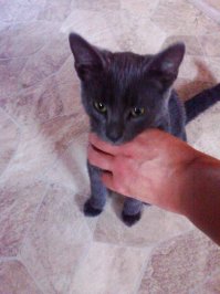Ко мне такой котейка сам пришел. Сидела вечером на скамейке в саду, отдыхала, дело было в конце лета. Так вот подошло это чудо, предварительно мяукнув прыгнуло мне на колени, улеглось и заурчало. Пришлось оставить, назвали Йосик. Первое фото в день прибытия, второе в апреле этого года.