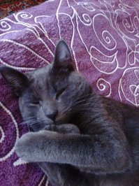 Ко мне такой котейка сам пришел. Сидела вечером на скамейке в саду, отдыхала, дело было в конце лета. Так вот подошло это чудо, предварительно мяукнув прыгнуло мне на колени, улеглось и заурчало. Пришлось оставить, назвали Йосик. Первое фото в день прибытия, второе в апреле этого года.