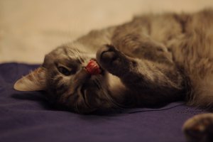 Когда летом на даче, моя зараза приносит в кровать, но здоровых и живых =)
Просыпаешься а у тебя на одеяле, кошка с мышкой =)
А еще зараза эта, любит приносить живых ящериц.