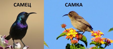 Это птица называется  Нектарница палестинская ( Cinnyris osea )

Самец синего цвета а самка светло коричневая.