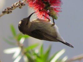 Это птица называется  Нектарница палестинская ( Cinnyris osea )

Самец синего цвета а самка светло коричневая.