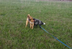 Наш вот тоже подружился с собакой - но на пару в доме на весь день оставлять ну точно нельзя - он то один за 5 минут может натворить таких дел, что огого, а вдвоем это вообще ужас)