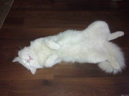 Кошки - хозяева в доме