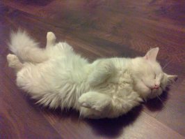 Кошки - хозяева в доме