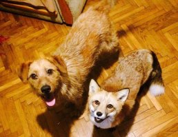 При плохом освещении как бы не наступить на них при таком камуфляже, если будут лежать на полу.
На своего кота так в впотьмах несколько раз чуть не сел.