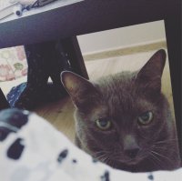 Лучшие фото с конкурса домашних животных Comedy Pet Photography Awards