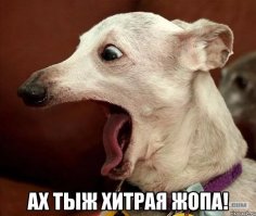 Самый хитрый участник телепередачи «Своя игра» 