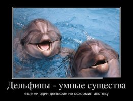 Мы не одиноки: открытие дельфиньего языка