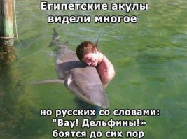 Мы не одиноки: открытие дельфиньего языка