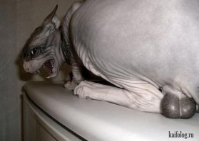 пригляделась...домашняя НЯШКА...оказывается котейка безобидная!!!