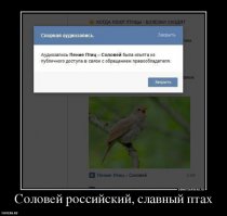 Ужасно худеет, пока поет: 20 фактов о соловьях, которых вы могли не знать 
