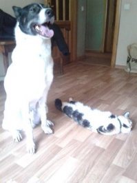 Наши любимцы: кошка Клёпа (Клеопатра), собака Бивис. Оба найдёныши...  :)