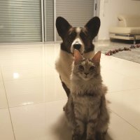 Корги Брайт и майкунша Маня