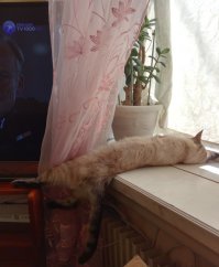 У нас 5 кошек и 2 собаки)))
Покажу только одну.