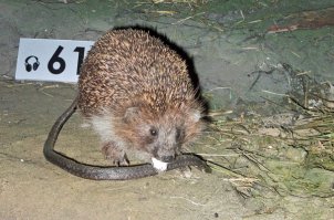 учись сыкун