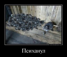 Почему кошки приносят добычу своим хозяевам