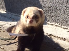 Кошка (порода "дворовая мешанная") - Пупа (Пупс, Пупырка...). 
Собака (порода "немецкая овчарка") - Кинг (и только так, больше никак...).
Хорёк (порода "а фиг его знает, найдёныш") - Фрик (Псих...).