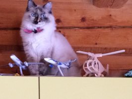 Кошка (порода "дворовая мешанная") - Пупа (Пупс, Пупырка...). 
Собака (порода "немецкая овчарка") - Кинг (и только так, больше никак...).
Хорёк (порода "а фиг его знает, найдёныш") - Фрик (Псих...).