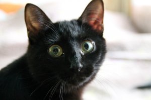 Часть моих зверушек))))