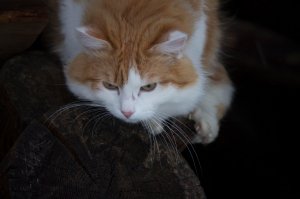 Часть моих зверушек))))