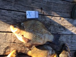 Мы отметили ДР друга на Васюганских болотах на озере Теннис. 4 дня мы были в полной изоляции.Без сотовой связи, без интернета, только спутниковая связь, которой и не попользовались. Получилось дорого (по болотам мы ехали на танкетках), но эффектно. Теперь куча воспоминаний и баек.