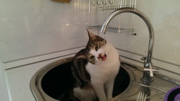 Воду пьёт только так...