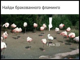 Настя, Нееееет 
Я нашёл! 
Все фламинго стоят на одной ноге, я подумал что  нужно найти фламинго который стоит на двух ногах.
Оказалось не то! 

Там среди них ГУСЬ