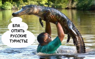 Мы не одиноки: открытие дельфиньего языка