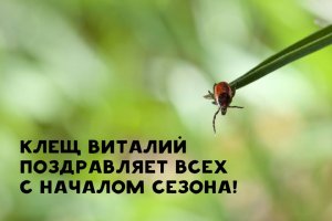 Про клещей и энцефалит