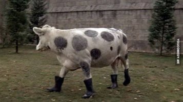 Помните фильм "Совершенно секретно" (1984), эпизод с коровой?