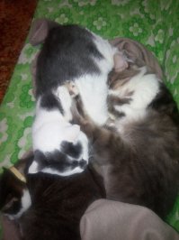 Звёзды и их любимые четвероногие друзья